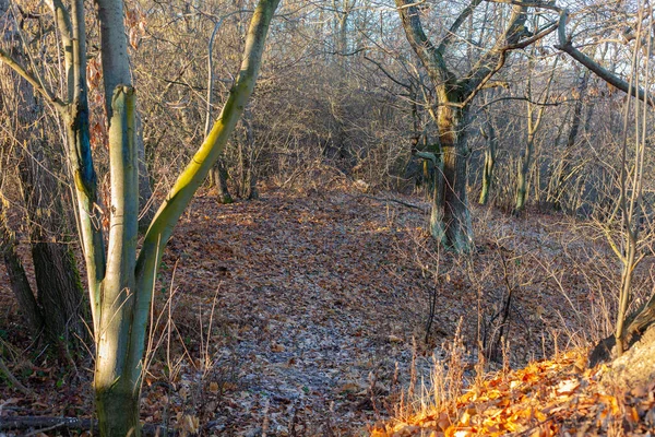 Bosque Temprano Mañana Con Luz Del Sol Caliente Nadie Alrededor —  Fotos de Stock