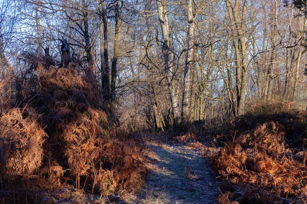 早朝の森は暖かい太陽の光で誰もいない — ストック写真