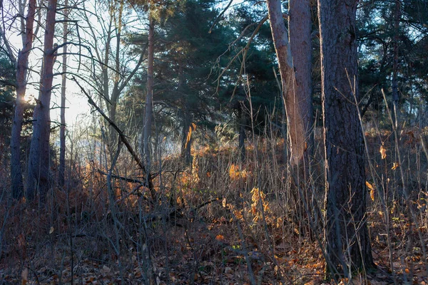 Het Bos Vroeg Ochtend Met Warm Zonlicht Niemand Buurt — Stockfoto