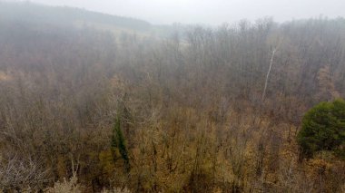 Kış mevsiminde tozlu bir yolu olan bir ormanın gökyüzü manzarası