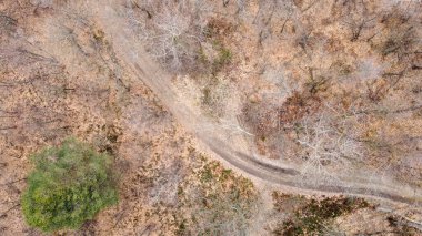 Kış mevsiminde tozlu bir yolu olan bir ormanın gökyüzü manzarası