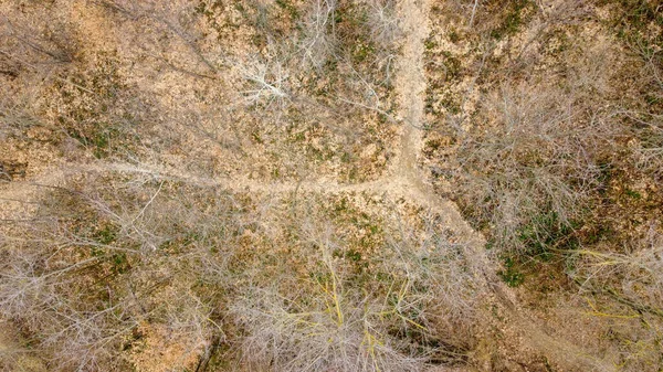 Vista Zénite Aérea Uma Floresta Com Uma Estrada Empoeirada Durante — Fotografia de Stock