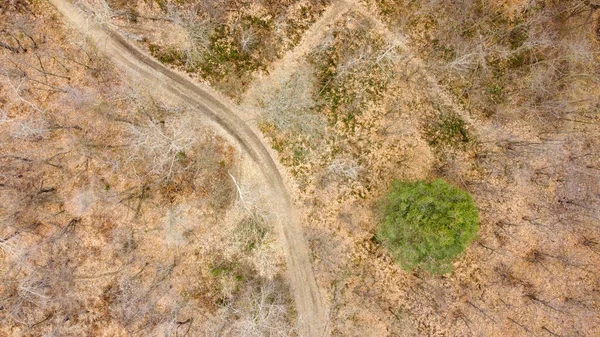 Vista Aérea Del Cenit Bosque Con Camino Polvoriento Durante Temporada — Foto de Stock