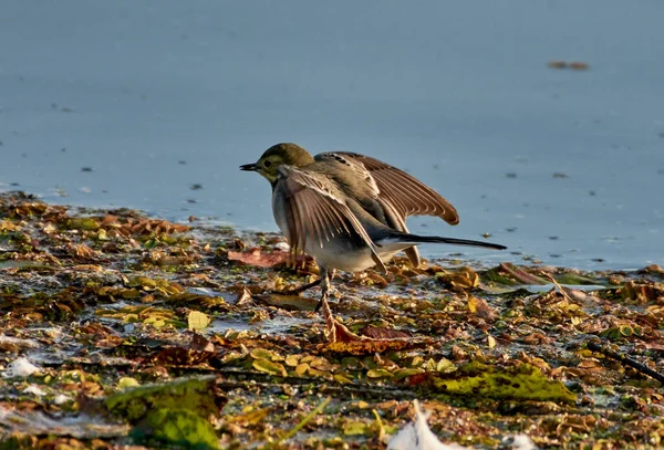 Yaprağın üzerinde sallanan kuyruk