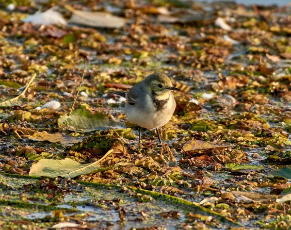 Yaprağın üzerinde sallanan kuyruk