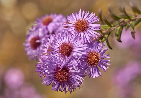 Sonbaharda çiçek tarlası