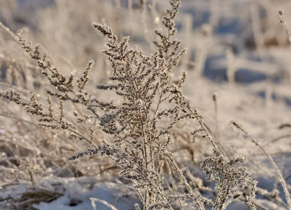 Dallarda buz gibi bir don.