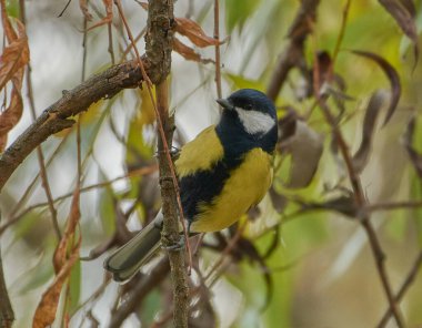 The tit on the branch