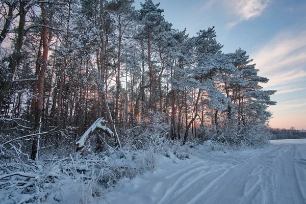 Bosque Tranquilo Invierno —  Fotos de Stock