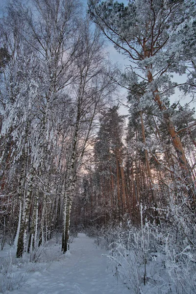Спокійний Ліс Взимку — стокове фото