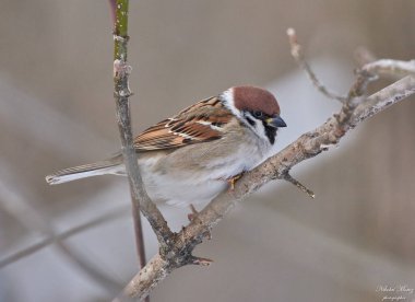 Dalın üzerindeki serçe.