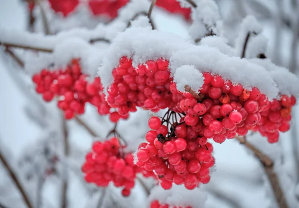 Serbal Rojo Bajo Nieve —  Fotos de Stock