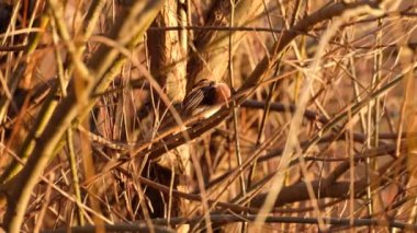 Ağaç serçesi sabah yüzünü yıkar.