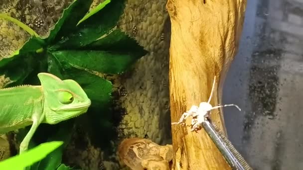 Green Chameleon Eats Cockroach Chews — Stock Video