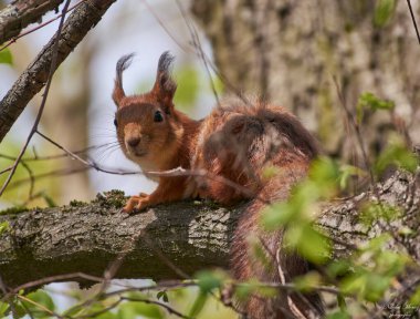 Kırmızı Sincap bir dala oturmuş