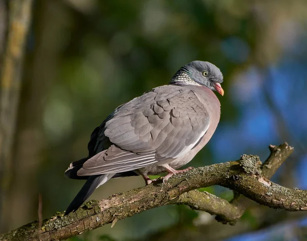Pigeon Sur Une Branche Attend — Photo