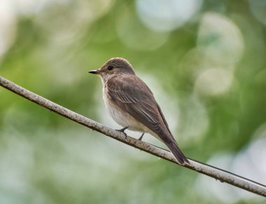 bir dal üzerinde oturan şarkı ardıç kuşu civciv