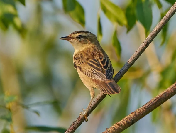 Meadow Warbler Sits Branch — Photo