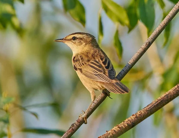 Meadow Warbler Sits Branch — Stockfoto