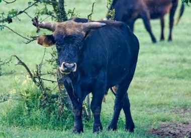 Heck bull on the lawn