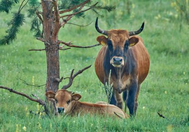 Heck bull on the lawn