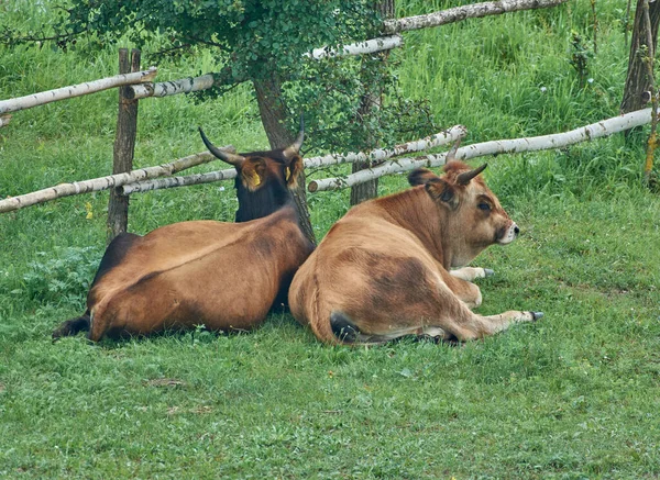 Heck Bulls Lawn — Stock Photo, Image