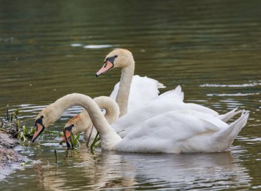Swans live on the banks of the river