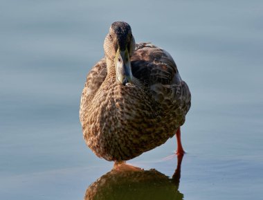 Duck dancing on the lake