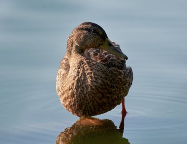 Duck dancing on the lake