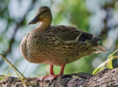 Duck sits on a tree branch
