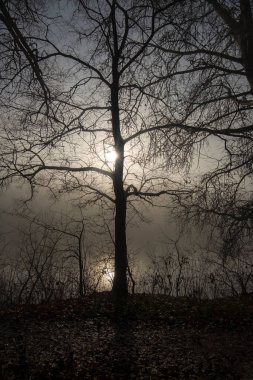 Nehir kıyısında sonbahar sisli sabahı
