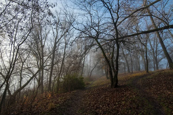 Matin Brumeux Automne Bord Rivière — Photo