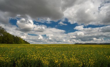 Bulutlu gökyüzü kolza tohumu ile kaplı bir tarlanın üzerinde