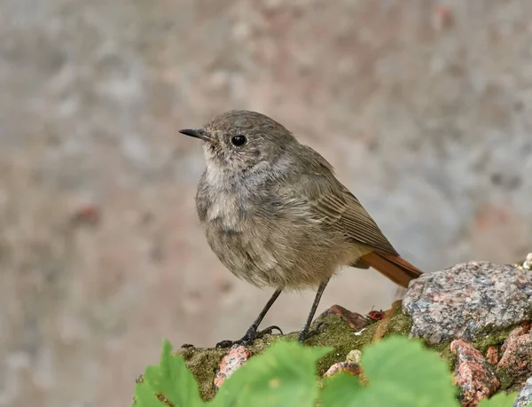 Wagtail Noir Est Assis Dans Attente — Photo