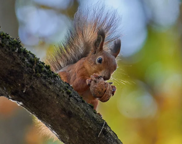 sincap bir fındık ile bir ağaç üzerinde oturur