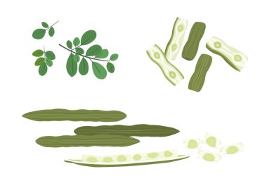 Beyaz arkaplanda izole edilmiş tıbbi tedavi vektörü için moringa tohumu veya baget otu