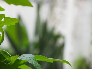 bitki yeşil yaprak çerçeve bulanık arkaplan 01