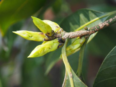 Bulanık arkaplanda küçük fidan 02