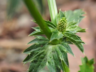 Çiftlikteki küçük yeşil fidan