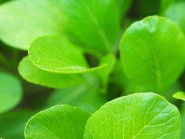 yeşil taze bir yaprak arkaplanı