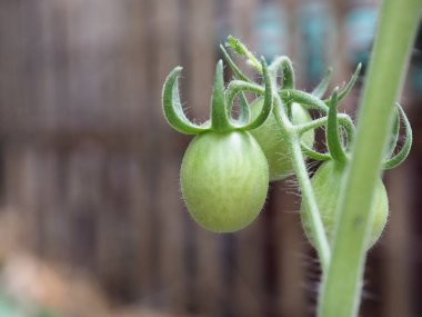 bulanık arkaplanda yeşil kıllı yeşil yaprak