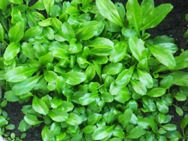 bulanık arkaplanda yeşil kıllı yeşil yaprak