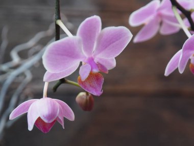 bulanık arkaplanda yeşil kıllı yeşil yaprak