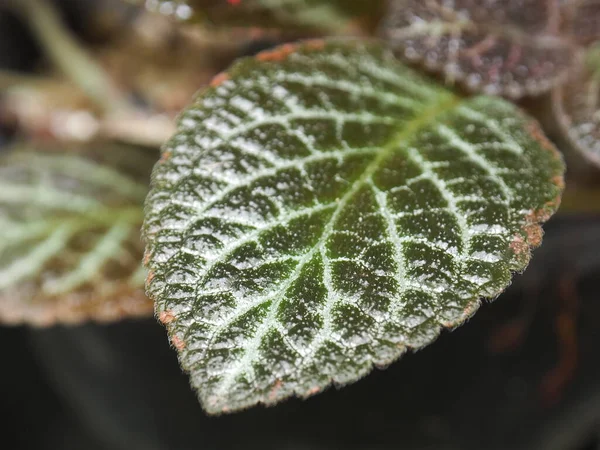 Green Hairy Green Leaf Blur Background — Stock Photo, Image