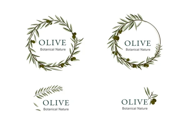 Collezione Logotipi Con Ornamenti Oliva — Vettoriale Stock