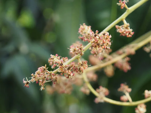 ピンク色の小さな花を背景に — ストック写真