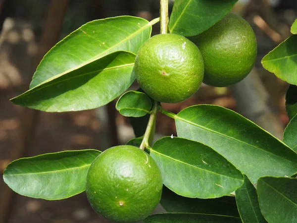 Fresh Lime Bamboo Basket — Stock Photo, Image