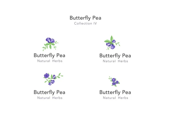 Butterfly Pea Floral Ornament Vector Collection — ストックベクタ