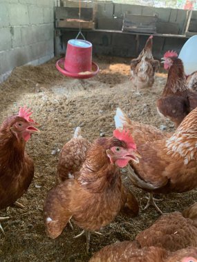 Çiftlikteki tavuklar