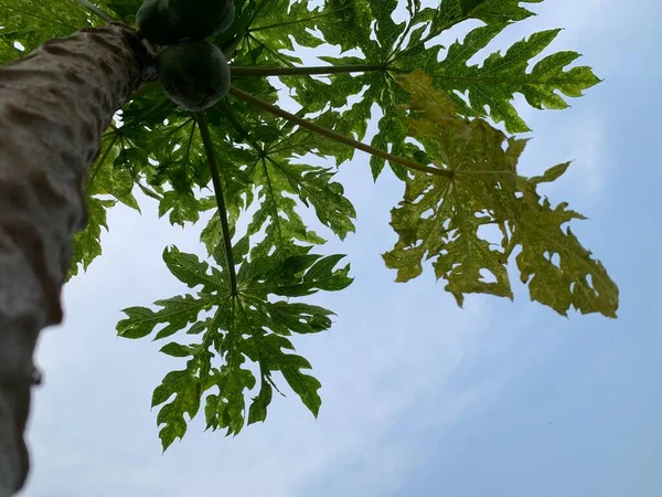Niski Kąt Widzenia Drzewa Papaja — Zdjęcie stockowe